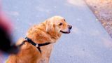Pet Fly International Animal Travel