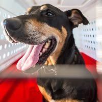 Express Pet Movers