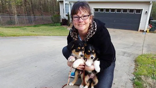 Pet Transport by Linda