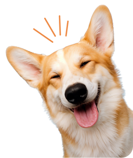 Pet Taxi Professionals